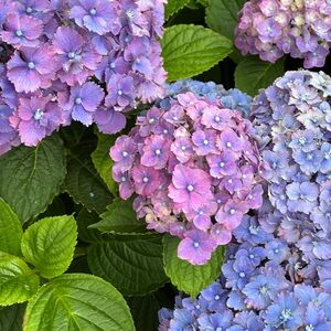 Meet your Posher, Holly